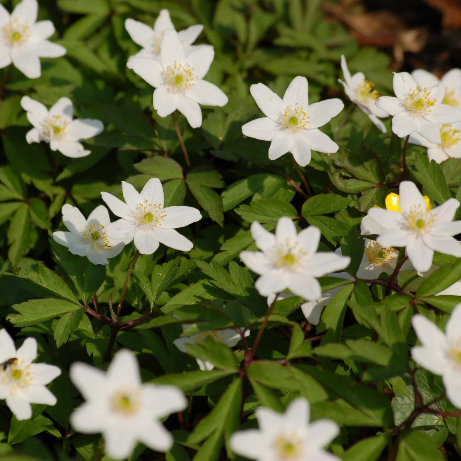 FuturePlanter Buschwindröschen (Anemone Nemorosa) 8 FuturePlanter Buschwindröschen (Anemone Nemorosa)