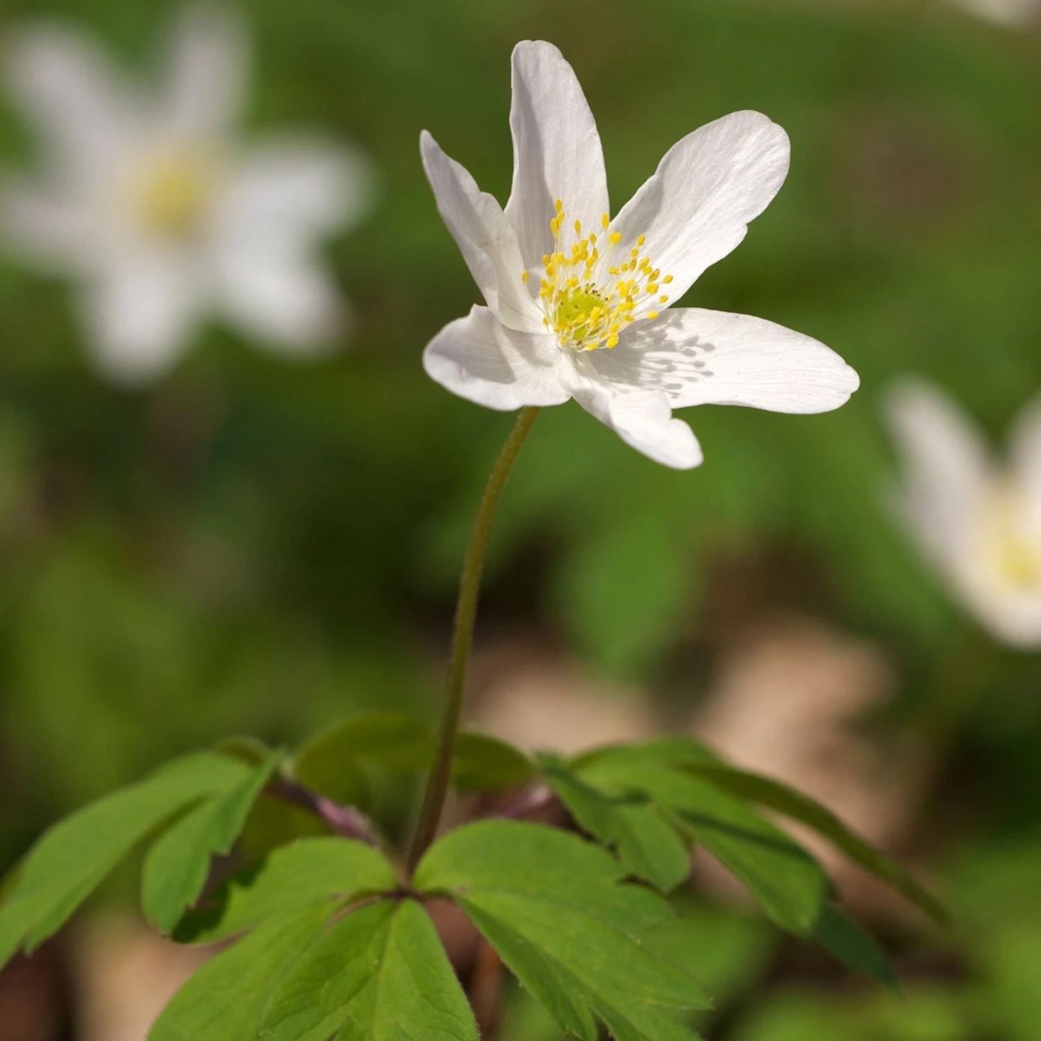 FuturePlanter Buschwindröschen (Anemone Nemorosa) 3 FuturePlanter Buschwindröschen (Anemone Nemorosa)
