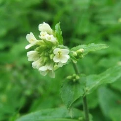 FuturePlanter Turm-Gänsekresse (Arabis Turrita)