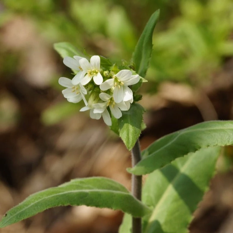 FuturePlanter Turm-Gänsekresse (Arabis Turrita) 1 FuturePlanter Turm-Gänsekresse (Arabis Turrita)