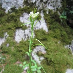 FuturePlanter Turm-Gänsekresse (Arabis Turrita) 7 FuturePlanter Turm-Gänsekresse (Arabis Turrita)