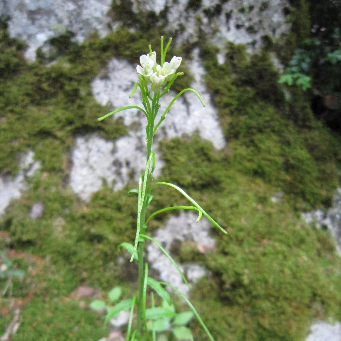 FuturePlanter Turm-Gänsekresse (Arabis Turrita) 4 FuturePlanter Turm-Gänsekresse (Arabis Turrita)