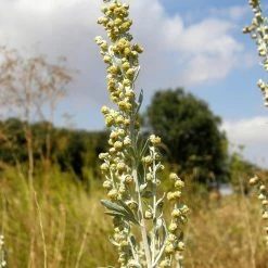 FuturePlanter Alle Pflanzen Im Shop Echter Wermut (Artemisia Absinthium) 6 FuturePlanter Alle Pflanzen Im Shop Echter Wermut (Artemisia Absinthium)