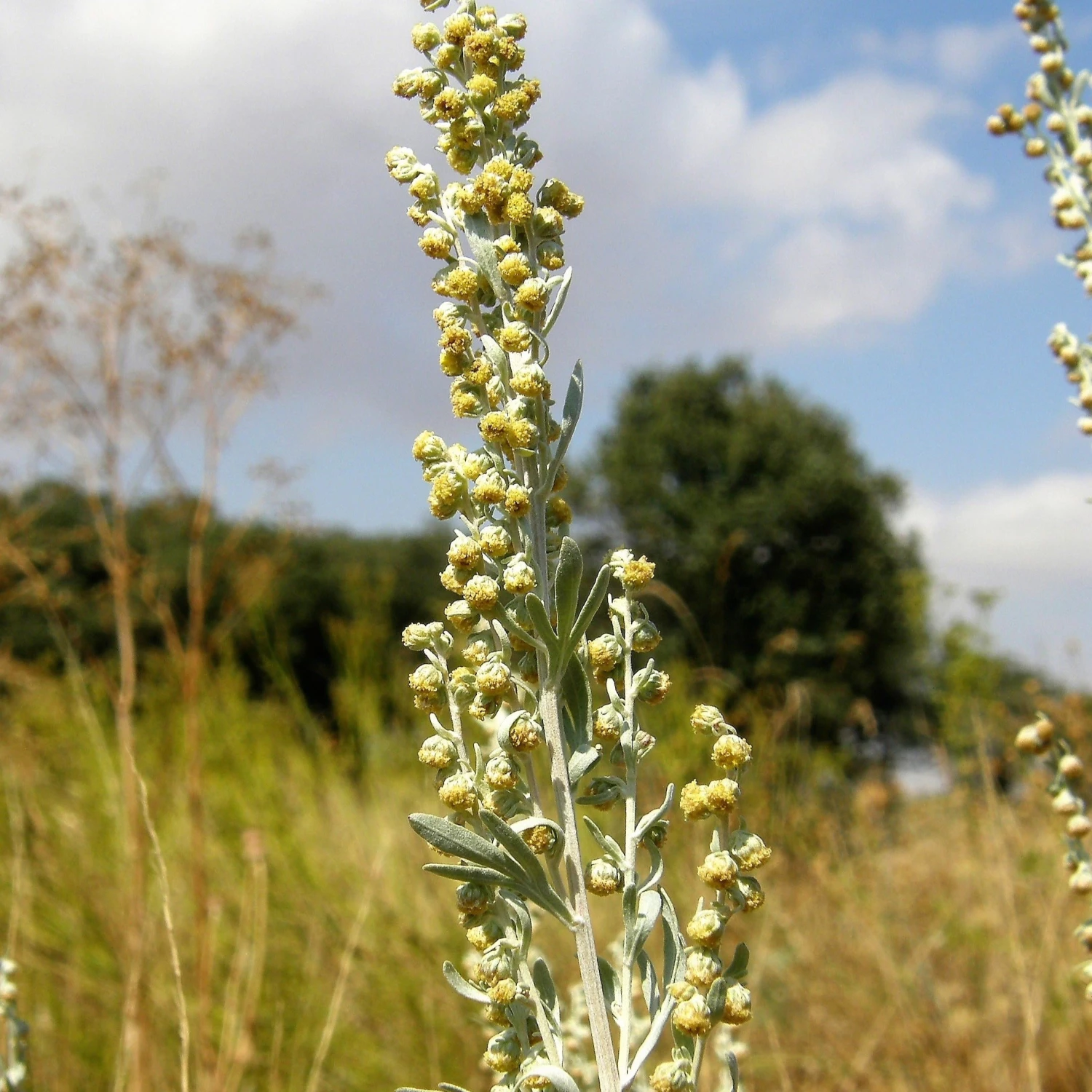 FuturePlanter Alle Pflanzen Im Shop Echter Wermut (Artemisia Absinthium) 3 FuturePlanter Alle Pflanzen Im Shop Echter Wermut (Artemisia Absinthium)