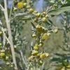 FuturePlanter Alle Pflanzen Im Shop Echter Wermut (Artemisia Absinthium)