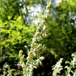 FuturePlanter Alle Pflanzen Im Shop Echter Wermut (Artemisia Absinthium)