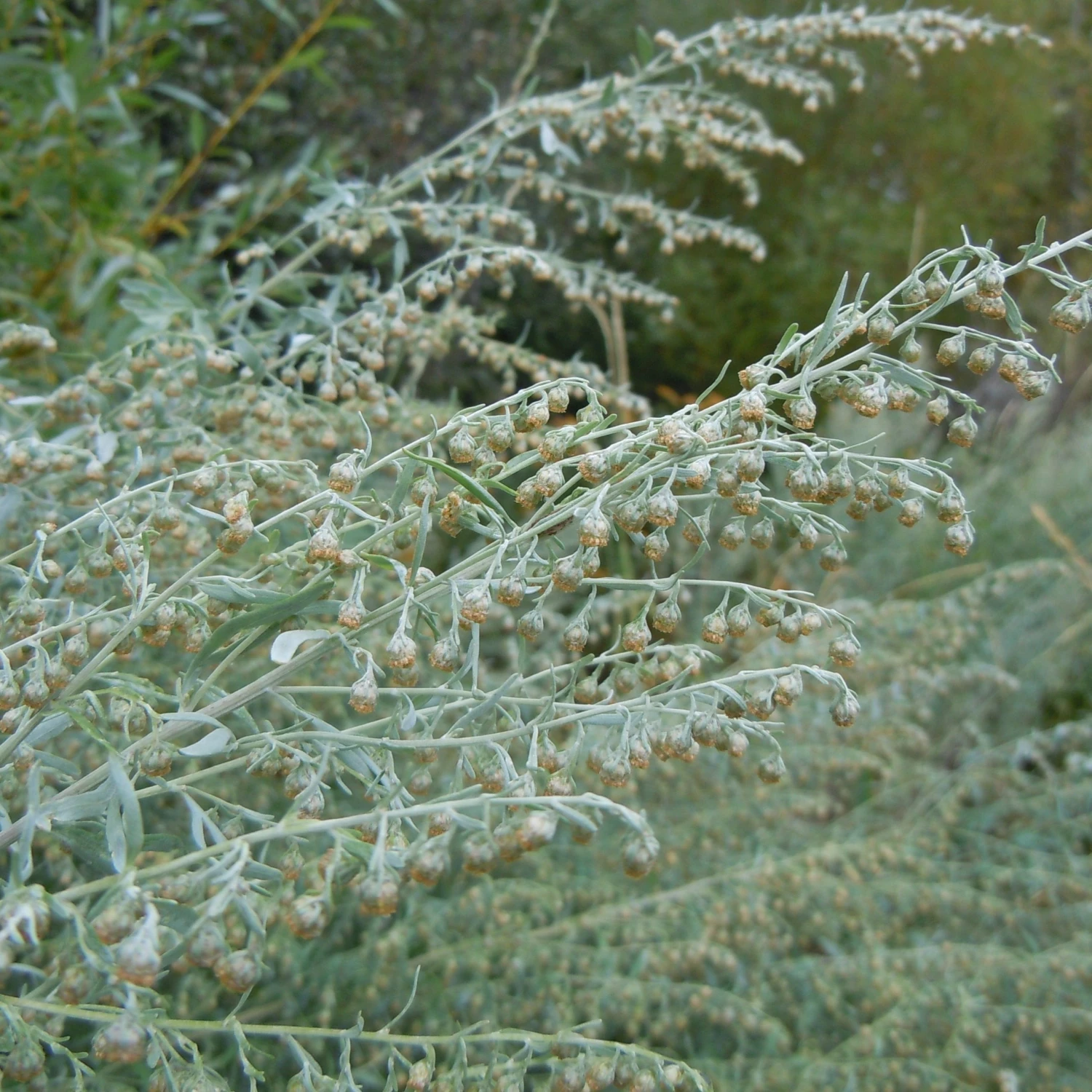FuturePlanter Alle Pflanzen Im Shop Echter Wermut (Artemisia Absinthium) 4 FuturePlanter Alle Pflanzen Im Shop Echter Wermut (Artemisia Absinthium)