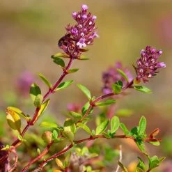 FuturePlanter Arznei-Feld-Thymian (Thymus Pulegioides) Alle Pflanzen Im Shop