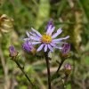 FuturePlanter Berg-Aster (Aster Amellus) Alle Pflanzen Im Shop