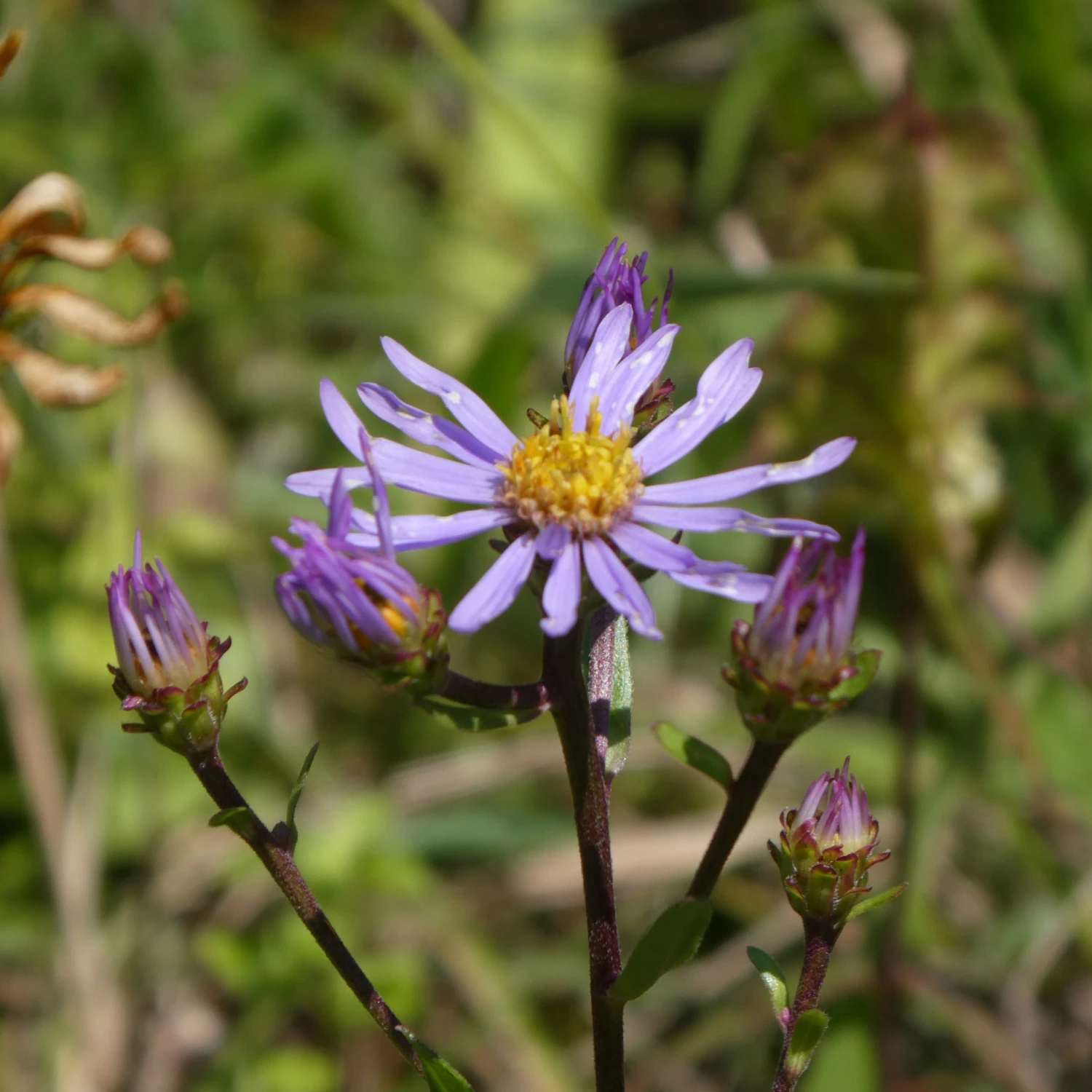 FuturePlanter Berg-Aster (Aster Amellus) Alle Pflanzen Im Shop 1 FuturePlanter Berg-Aster (Aster Amellus) Alle Pflanzen Im Shop
