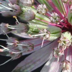 FuturePlanter Grosse Sterndole (Astrantia Major) Alle Pflanzen Im Shop 11 FuturePlanter Grosse Sterndole (Astrantia Major) Alle Pflanzen Im Shop