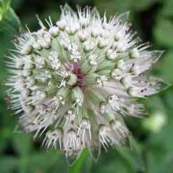 FuturePlanter Grosse Sterndole (Astrantia Major) Alle Pflanzen Im Shop 14 FuturePlanter Grosse Sterndole (Astrantia Major) Alle Pflanzen Im Shop