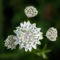 FuturePlanter Grosse Sterndole (Astrantia Major) Alle Pflanzen Im Shop