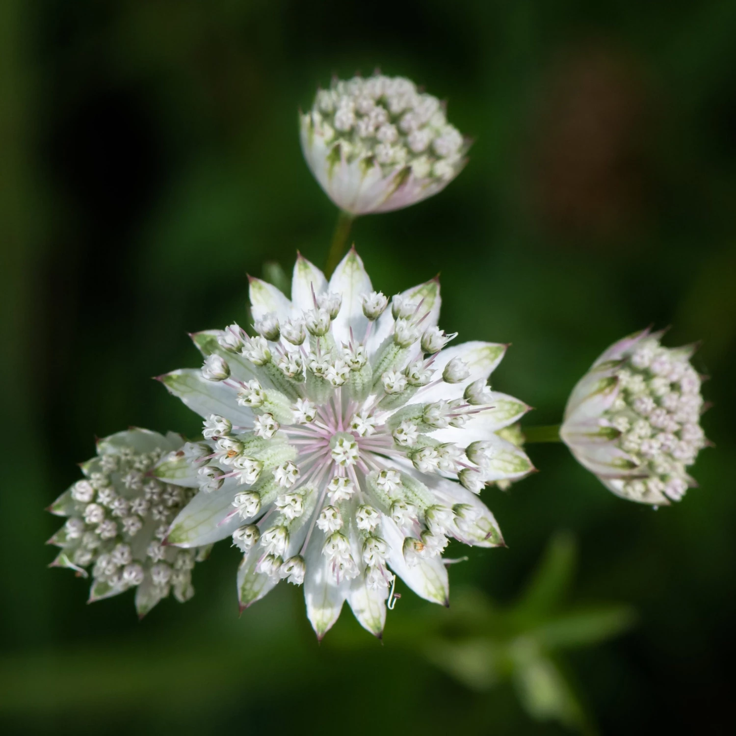 FuturePlanter Grosse Sterndole (Astrantia Major) Alle Pflanzen Im Shop 2 FuturePlanter Grosse Sterndole (Astrantia Major) Alle Pflanzen Im Shop