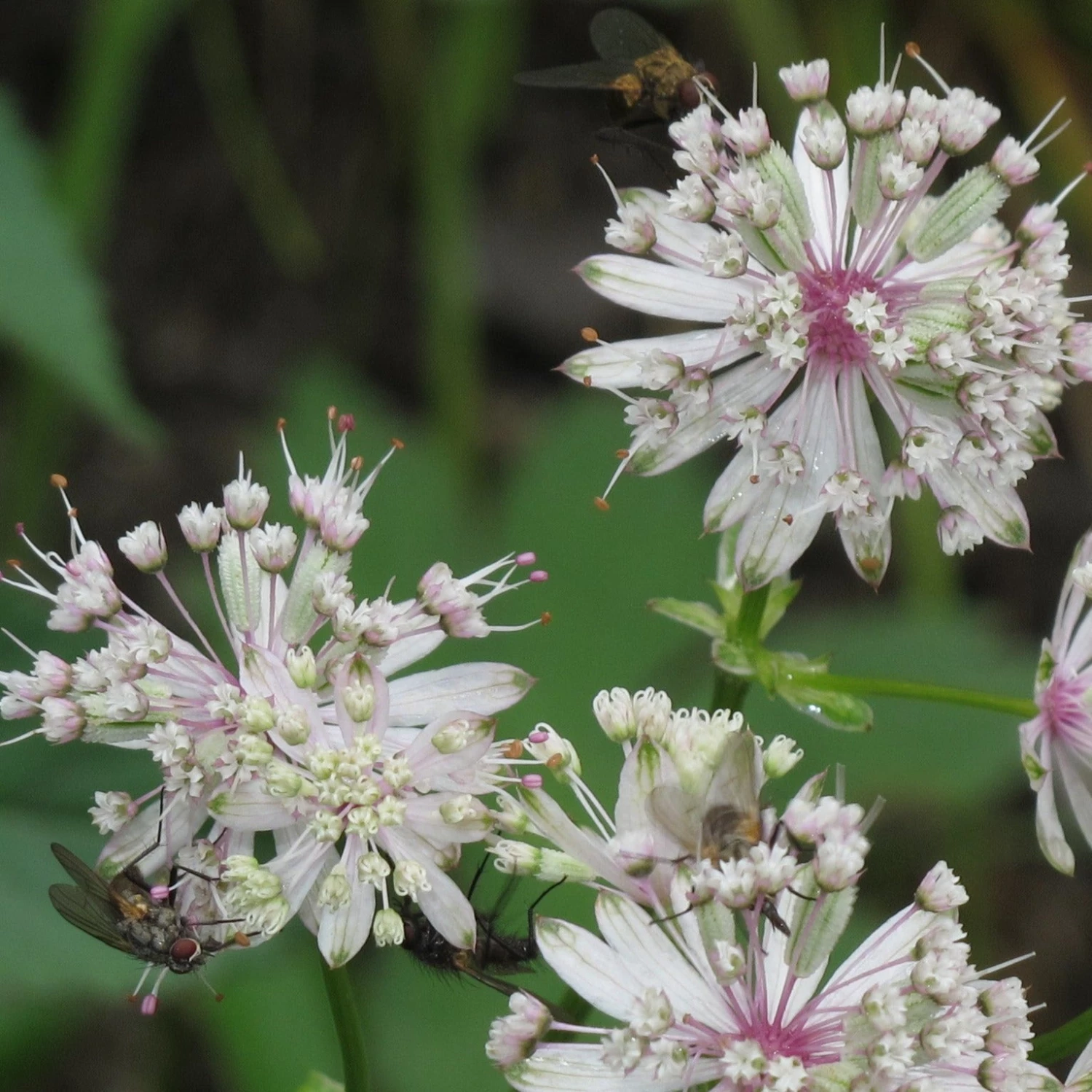 FuturePlanter Grosse Sterndole (Astrantia Major) Alle Pflanzen Im Shop 6 FuturePlanter Grosse Sterndole (Astrantia Major) Alle Pflanzen Im Shop