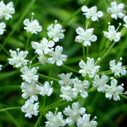 FuturePlanter Alle Pflanzen Im Shop Sicheldolde (Falcaria Vulgaris)
