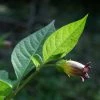 FuturePlanter Tollkirsche (Atropa Bella-donna)