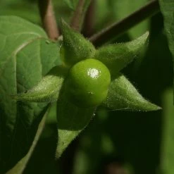 FuturePlanter Tollkirsche (Atropa Bella-donna) 13 FuturePlanter Tollkirsche (Atropa Bella-donna)