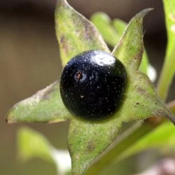 FuturePlanter Tollkirsche (Atropa Bella-donna) 15 FuturePlanter Tollkirsche (Atropa Bella-donna)