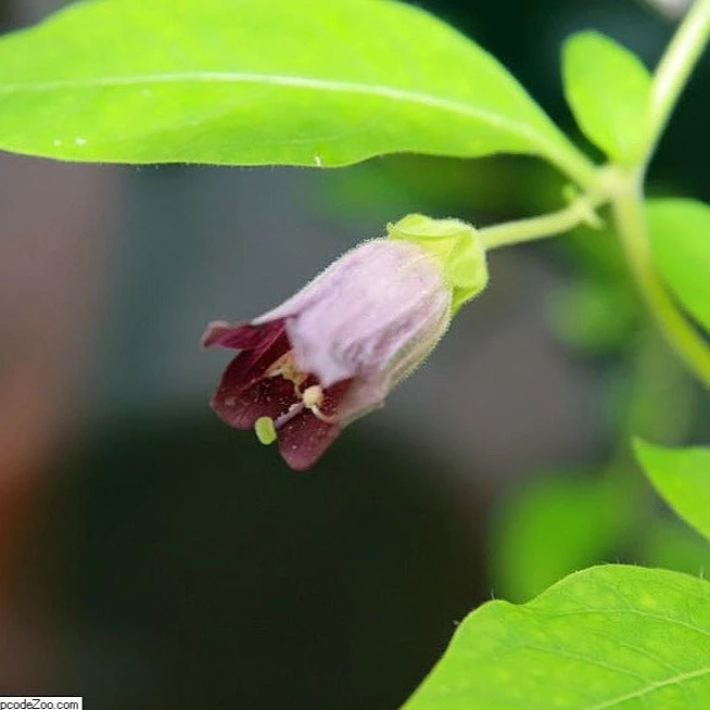 FuturePlanter Tollkirsche (Atropa Bella-donna) 3 FuturePlanter Tollkirsche (Atropa Bella-donna)