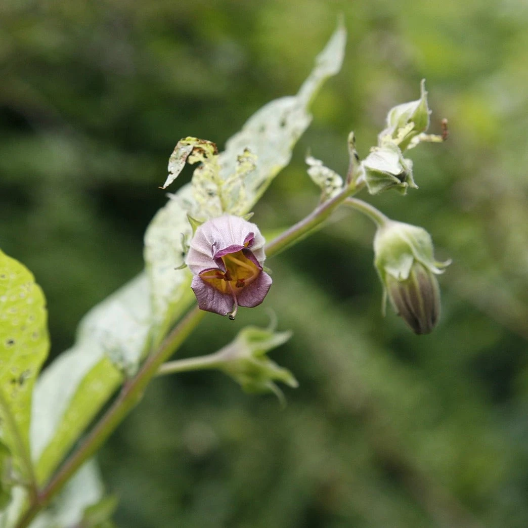 FuturePlanter Tollkirsche (Atropa Bella-donna) 4 FuturePlanter Tollkirsche (Atropa Bella-donna)