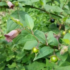 FuturePlanter Tollkirsche (Atropa Bella-donna) 12 FuturePlanter Tollkirsche (Atropa Bella-donna)