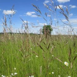 FuturePlanter Aufrechte Trespe (Bromus Erectus) Alle Pflanzen Im Shop 13 FuturePlanter Aufrechte Trespe (Bromus Erectus) Alle Pflanzen Im Shop