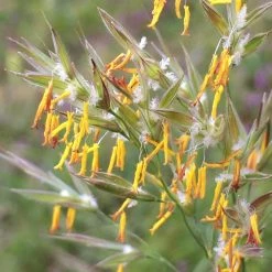 FuturePlanter Aufrechte Trespe (Bromus Erectus) Alle Pflanzen Im Shop 10 FuturePlanter Aufrechte Trespe (Bromus Erectus) Alle Pflanzen Im Shop