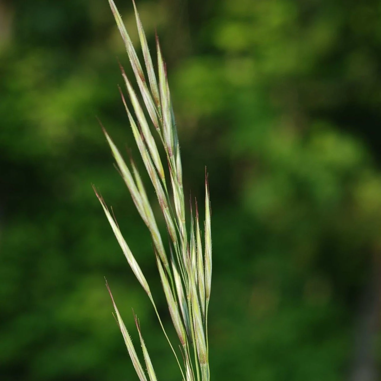 FuturePlanter Aufrechte Trespe (Bromus Erectus) Alle Pflanzen Im Shop 5 FuturePlanter Aufrechte Trespe (Bromus Erectus) Alle Pflanzen Im Shop