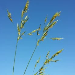 FuturePlanter Aufrechte Trespe (Bromus Erectus) Alle Pflanzen Im Shop 15 FuturePlanter Aufrechte Trespe (Bromus Erectus) Alle Pflanzen Im Shop