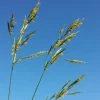 FuturePlanter Aufrechte Trespe (Bromus Erectus) Alle Pflanzen Im Shop