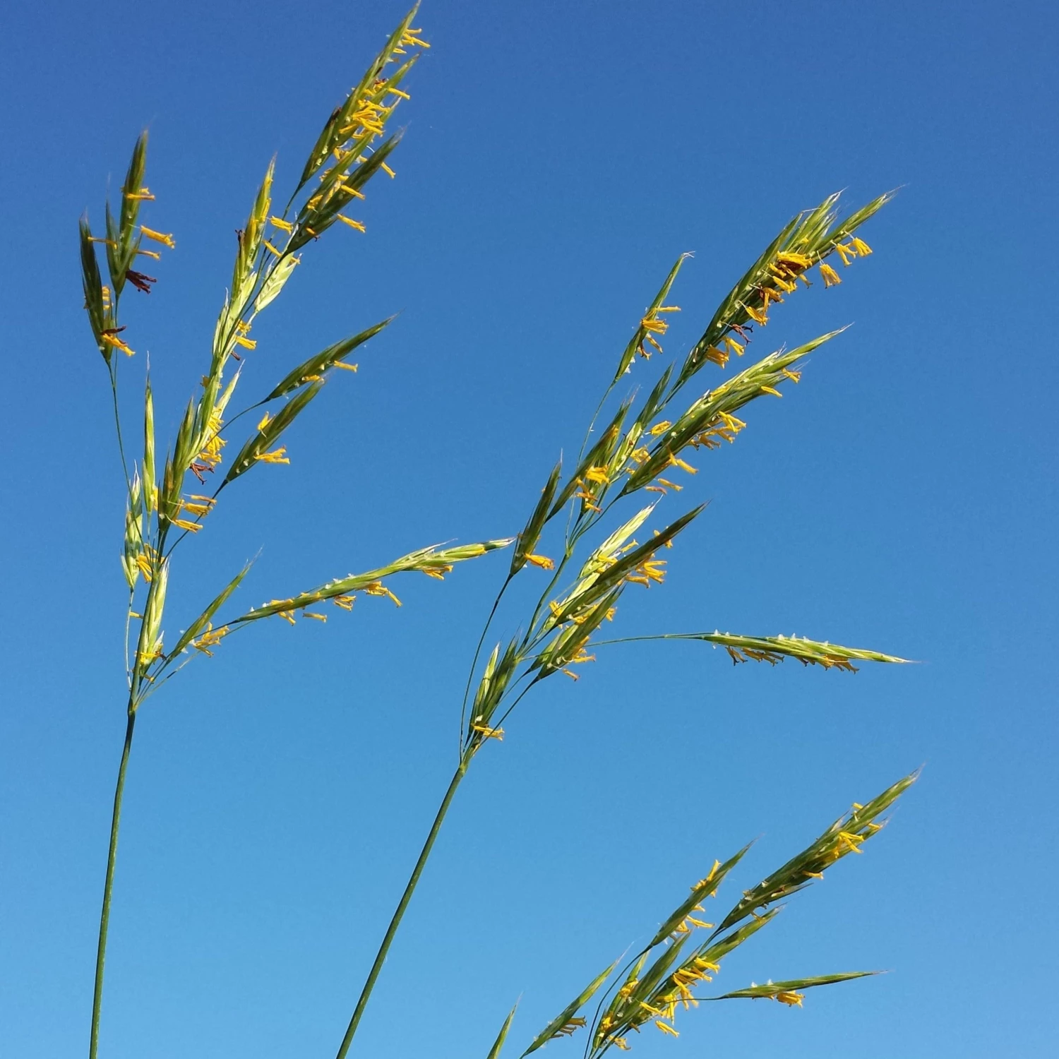 FuturePlanter Aufrechte Trespe (Bromus Erectus) Alle Pflanzen Im Shop 1 FuturePlanter Aufrechte Trespe (Bromus Erectus) Alle Pflanzen Im Shop
