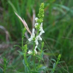 FuturePlanter Alle Pflanzen Im Shop Aufrechter Ziest (Stachys Recta) 11 FuturePlanter Alle Pflanzen Im Shop Aufrechter Ziest (Stachys Recta)