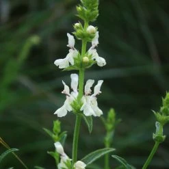 FuturePlanter Alle Pflanzen Im Shop Aufrechter Ziest (Stachys Recta) 10 FuturePlanter Alle Pflanzen Im Shop Aufrechter Ziest (Stachys Recta)
