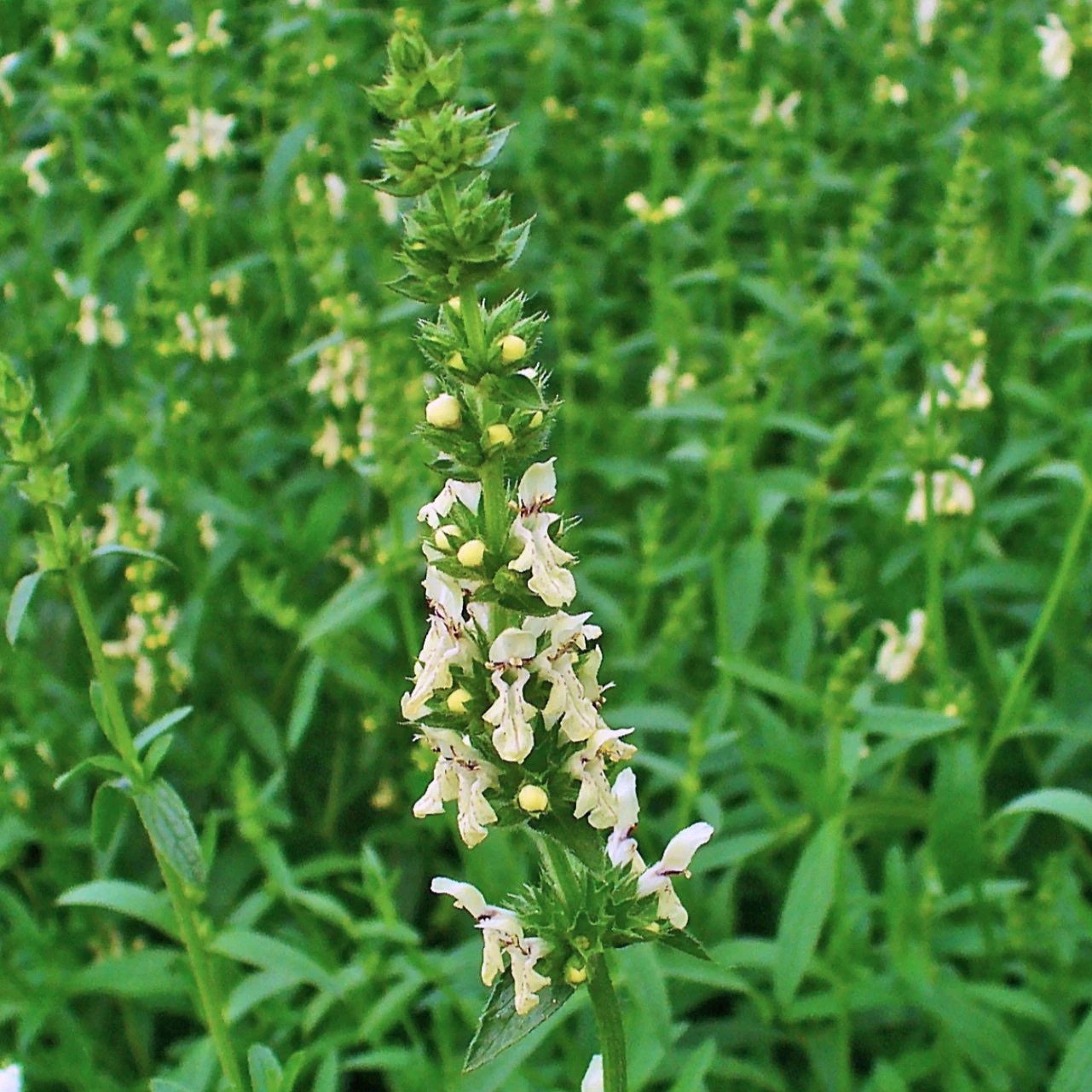 FuturePlanter Alle Pflanzen Im Shop Aufrechter Ziest (Stachys Recta) 6 FuturePlanter Alle Pflanzen Im Shop Aufrechter Ziest (Stachys Recta)