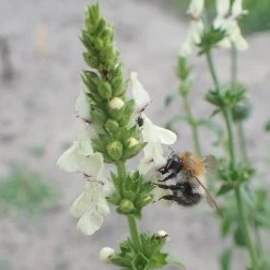 FuturePlanter Alle Pflanzen Im Shop Aufrechter Ziest (Stachys Recta)