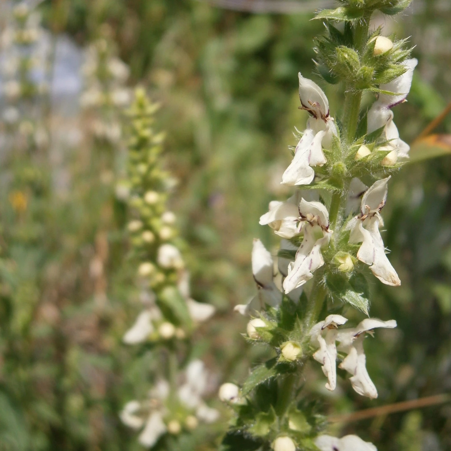 FuturePlanter Alle Pflanzen Im Shop Aufrechter Ziest (Stachys Recta) 8 FuturePlanter Alle Pflanzen Im Shop Aufrechter Ziest (Stachys Recta)