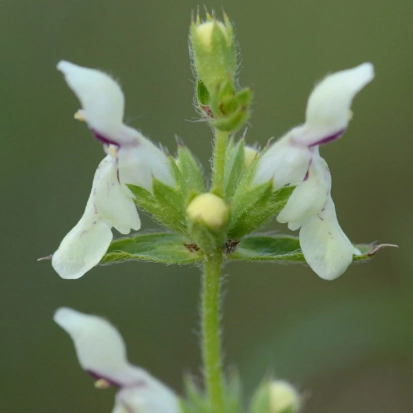 FuturePlanter Alle Pflanzen Im Shop Aufrechter Ziest (Stachys Recta) 5 FuturePlanter Alle Pflanzen Im Shop Aufrechter Ziest (Stachys Recta)
