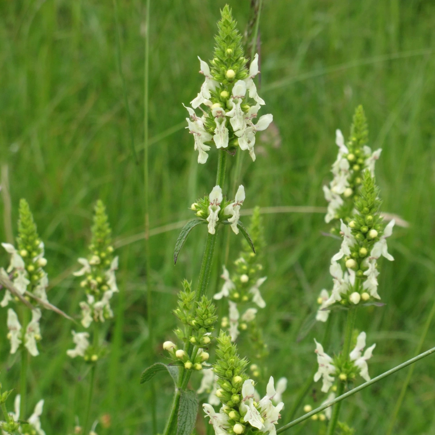 FuturePlanter Alle Pflanzen Im Shop Aufrechter Ziest (Stachys Recta) 7 FuturePlanter Alle Pflanzen Im Shop Aufrechter Ziest (Stachys Recta)