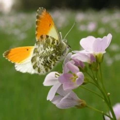FuturePlanter Alle Pflanzen Im Shop Wiesen-Schaumkraut (Cardamine Pratensis)