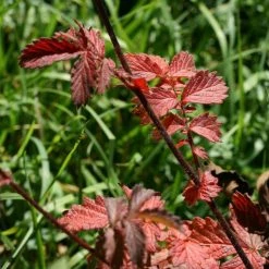 FuturePlanter Alle Pflanzen Im Shop Kleiner Odermennig (Agrimonia Eupatoria)
