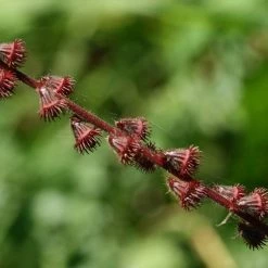FuturePlanter Alle Pflanzen Im Shop Kleiner Odermennig (Agrimonia Eupatoria)