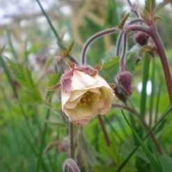 FuturePlanter Bach-Nelkenwurz (Geum Rivale) Alle Pflanzen Im Shop 15 FuturePlanter Bach-Nelkenwurz (Geum Rivale) Alle Pflanzen Im Shop