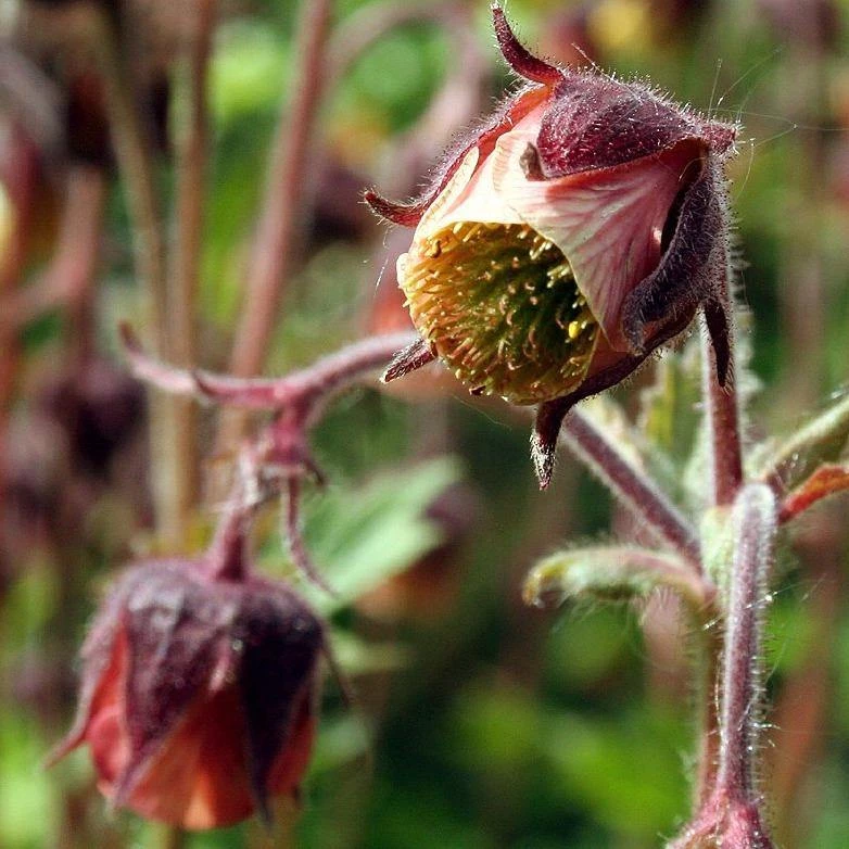 FuturePlanter Bach-Nelkenwurz (Geum Rivale) Alle Pflanzen Im Shop 7 FuturePlanter Bach-Nelkenwurz (Geum Rivale) Alle Pflanzen Im Shop