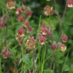 FuturePlanter Bach-Nelkenwurz (Geum Rivale) Alle Pflanzen Im Shop 11 FuturePlanter Bach-Nelkenwurz (Geum Rivale) Alle Pflanzen Im Shop