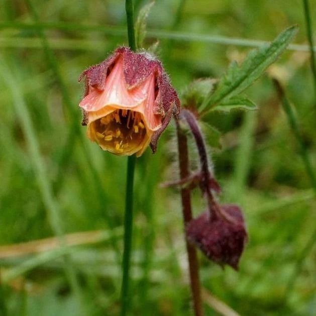FuturePlanter Bach-Nelkenwurz (Geum Rivale) Alle Pflanzen Im Shop 1 FuturePlanter Bach-Nelkenwurz (Geum Rivale) Alle Pflanzen Im Shop
