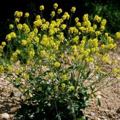 FuturePlanter Barbarakraut (Barbarea Vulgaris) 11 FuturePlanter Barbarakraut (Barbarea Vulgaris)