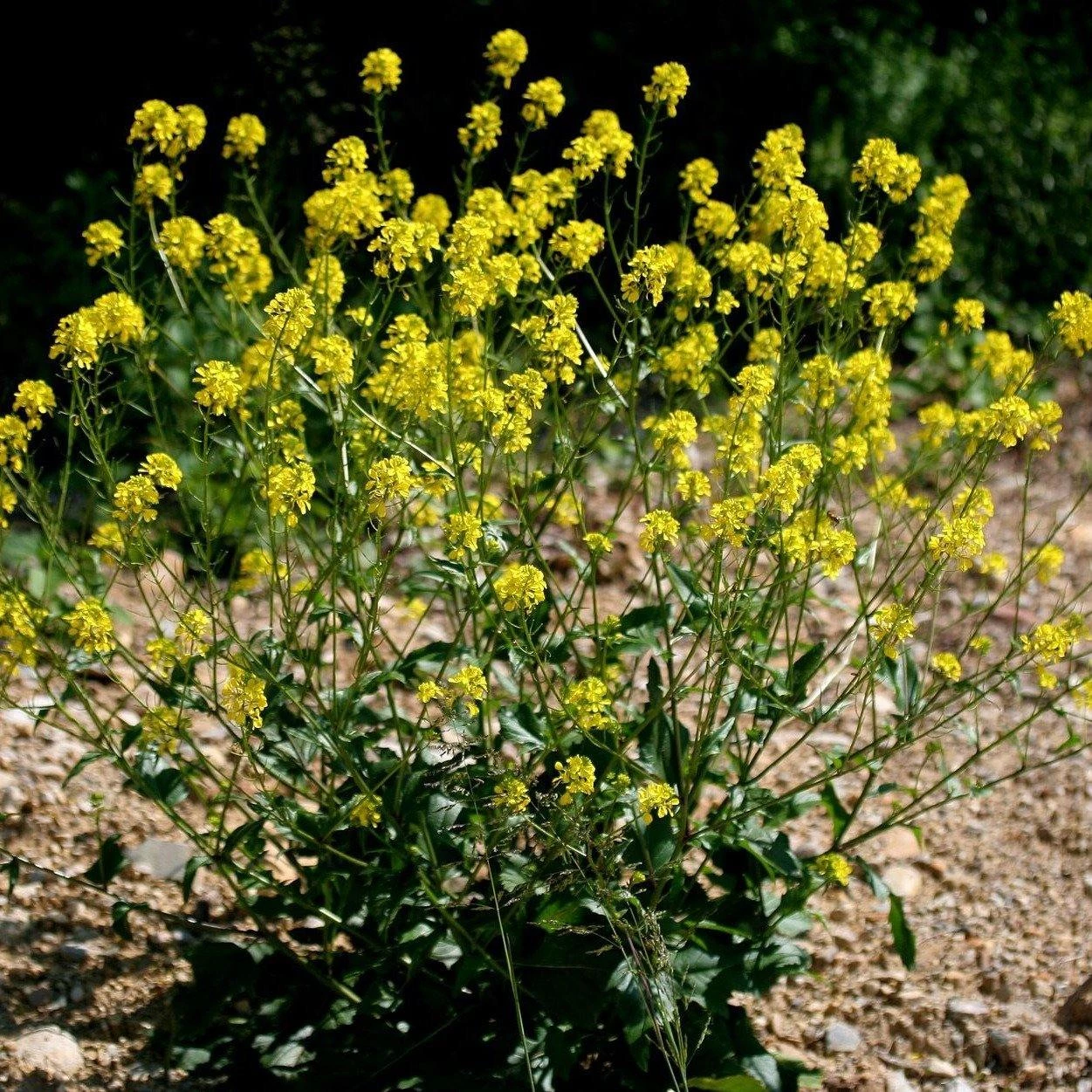 FuturePlanter Barbarakraut (Barbarea Vulgaris) 4 FuturePlanter Barbarakraut (Barbarea Vulgaris)