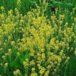 FuturePlanter Barbarakraut (Barbarea Vulgaris) 12 FuturePlanter Barbarakraut (Barbarea Vulgaris)