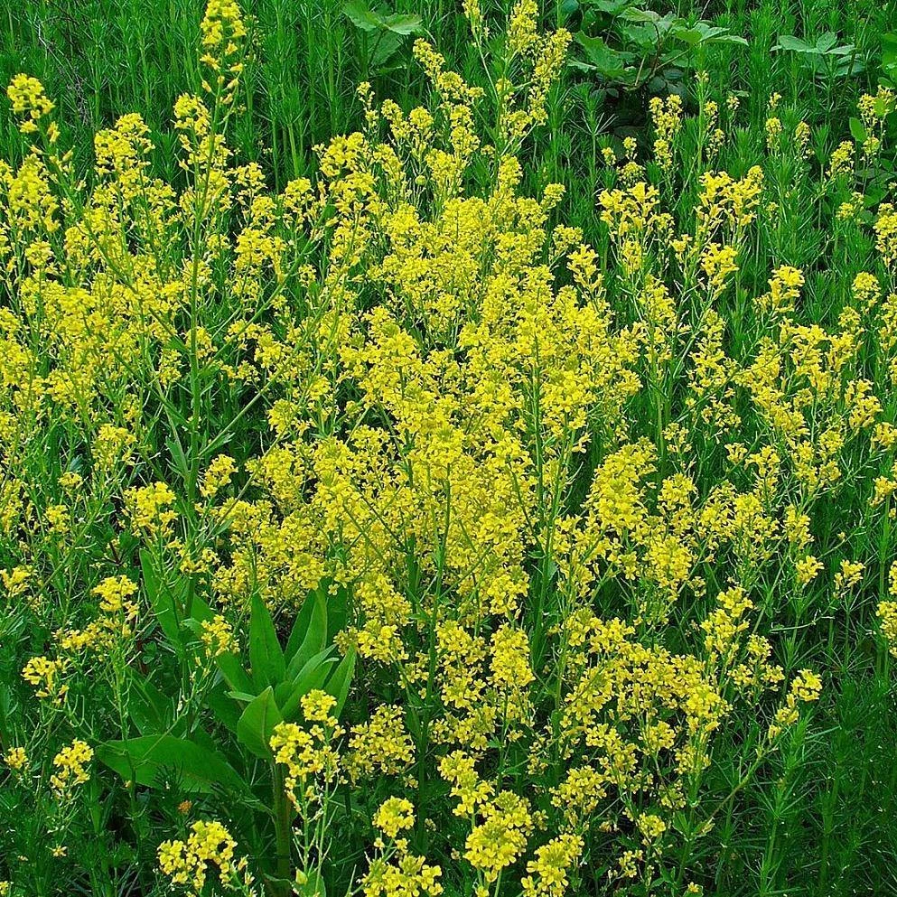 FuturePlanter Barbarakraut (Barbarea Vulgaris) 5 FuturePlanter Barbarakraut (Barbarea Vulgaris)